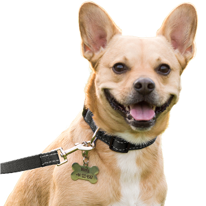 Chien souriant avec collier noir en coton réfléchissant et médaille chien en os, prêt pour une sortie stylée et sécurisée.