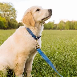 Collier pour Chien Réfléchissant en Coton Doux