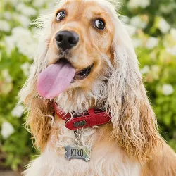 Médaille Chien Os Argent Luxe