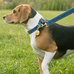 Médaille Chien Ronde Or Luxe