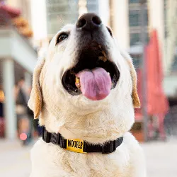 Médaille Chien Coulissante Or