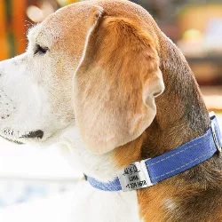 Médaille Chien Coulissante Argent