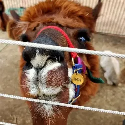 Médaille Chien Ronde Or