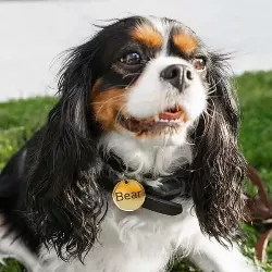 Médaille Chien Ronde Or