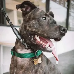 Médaille Chien Os Or